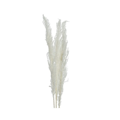   Pampas 115 x 10