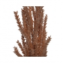    Pampas 94 x 13 