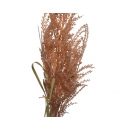    Pampas 102 x 22 