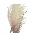    Pampas 102 x 22 