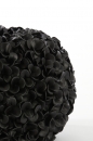  Phylia   38 x 23 