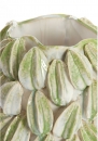  Carambola   35 x 33 