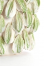  Carambola   35 x 33 