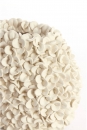  Phylia   31.5 x 17 