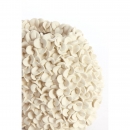  Phylia   52 x 23 