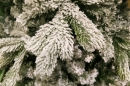     Snow - White  2,40 
