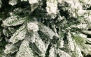    Alaska Frosted 210 . 