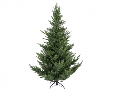   Norway Spruce 300
