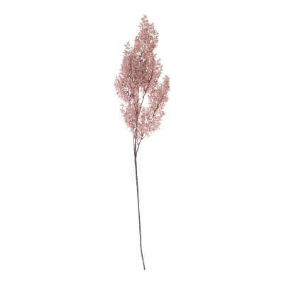 ������������ ����� Euphorbia 100��