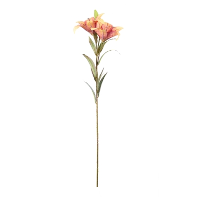 ������������ ����� Lilium 69��