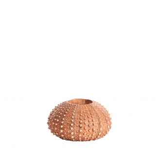 Sea Urchin ������������ ��������� 12�� x 7��