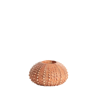 Sea Urchin ������������ ��������� 12�� x 7��