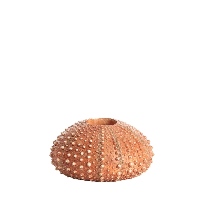 Sea Urchin ������������ ��������� 15�� x 8��