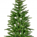    Alpbach Fir 210 